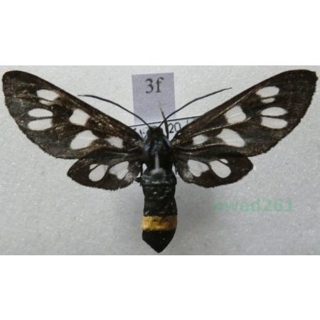 Amata phegea (Linnaeus, 1758) Oblaczek granatek Czech3f